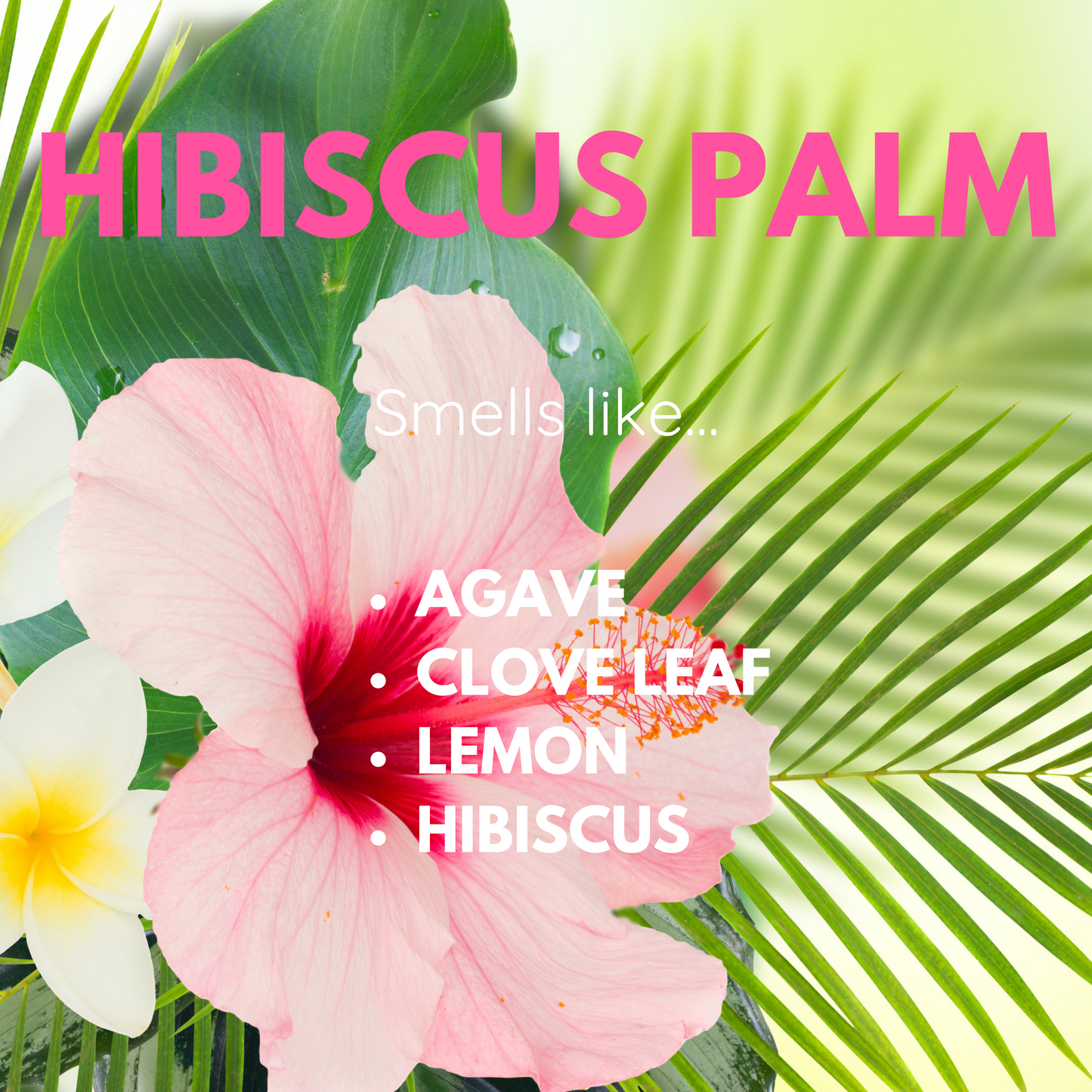 HIBISCUS PALM